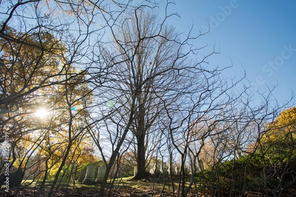 Obraz naked tree at cementery