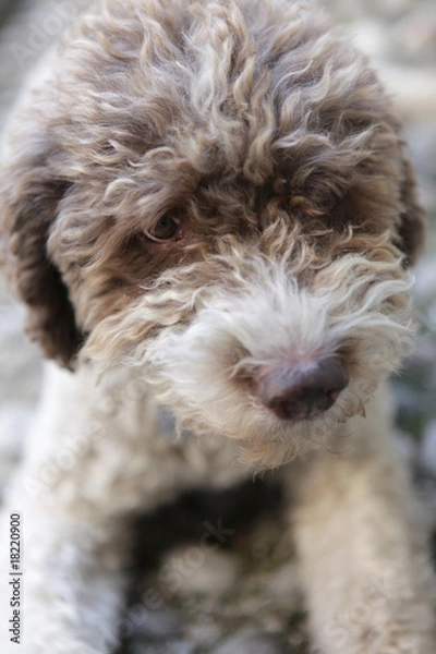 Obraz Lagotto Romagnolo