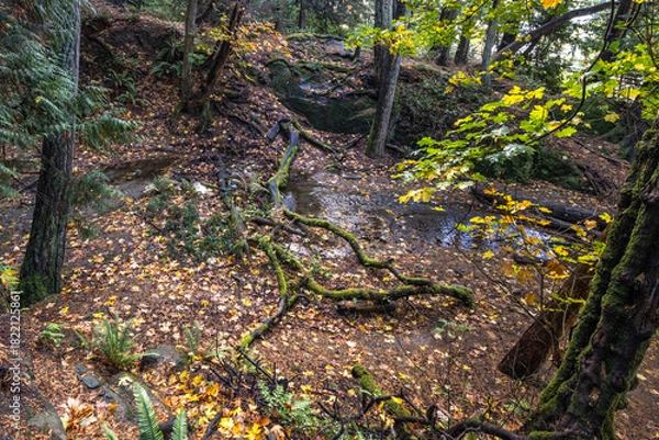 Fototapeta moss covered rocks