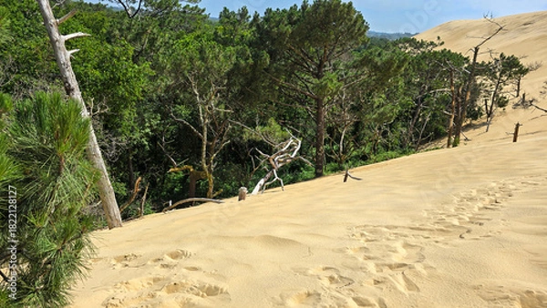 Obraz The main attraction of southwestern France. The tallest sand dune in Europe Dune of Pilat and green trees. The dune gradually moves inland to the northeast, covering the forest.
