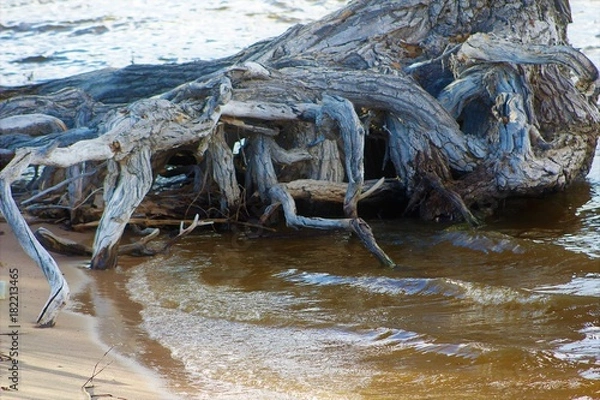 Obraz Tangled Up In Root