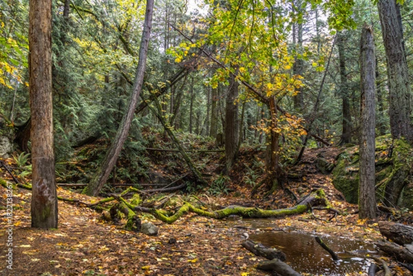 Fototapeta tree in the forest