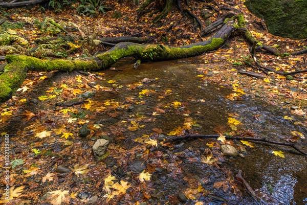 Fototapeta leaves the stream