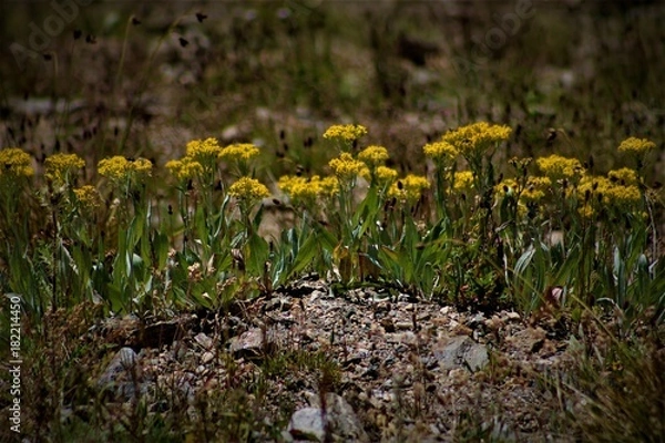 Obraz Tundra in Yellow