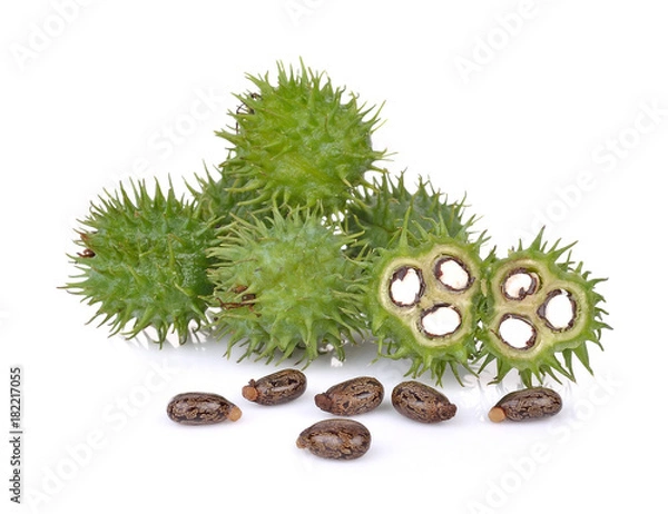 Obraz Castor on white backgroun