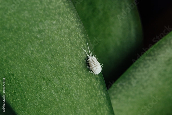 Obraz Mealybug on an orchid leaf