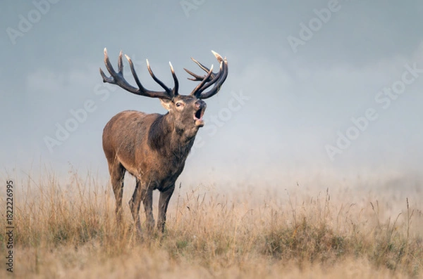Obraz Deer male buck ( Cervus elaphus ) during rut