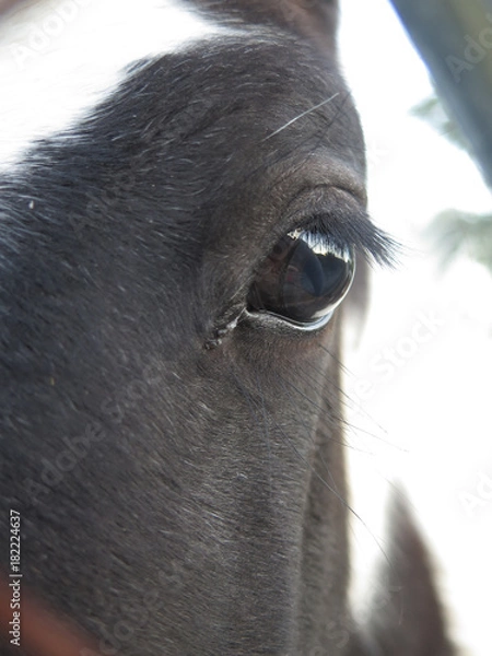 Obraz Reflection in horse eye