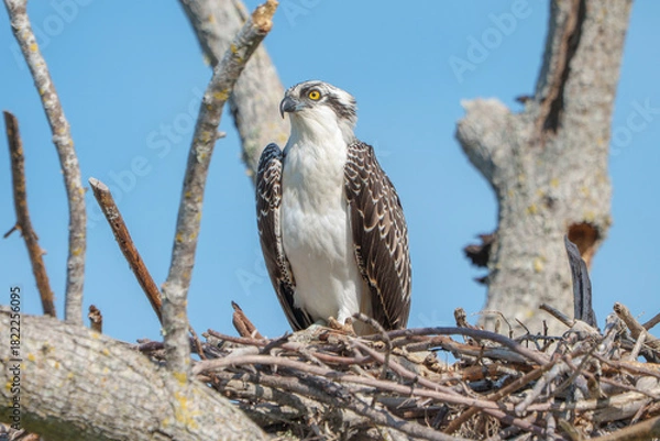 Obraz Osprey on nest during breeding season in South West Florida