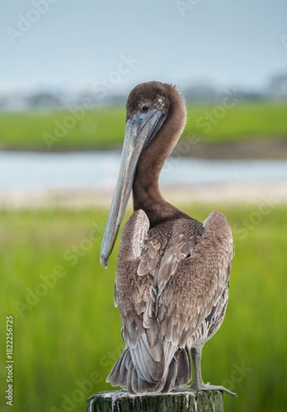 Obraz Brown Pelican Perched by Dock, South Carolina, Summer. 