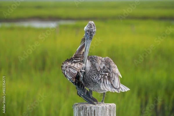 Obraz Brown Pelican Perched by Dock, South Carolina, Summer. 