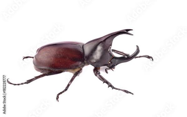 Fototapeta Rhinoceros beetle, Rhino beetle, Hercules beetle, Unicorn beetle, Horn beetle isolated