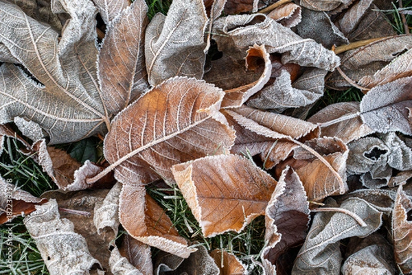 Fototapeta Detailed view of frozen leaves on the ground. Brown autumn foliage covered in rime on a cold morning. Winter mood