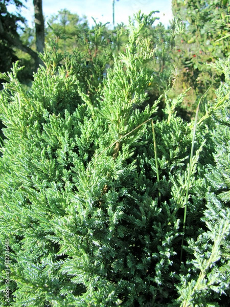 Fototapeta Branches of juniper, the evergreen coniferous plant with needle-like leaves