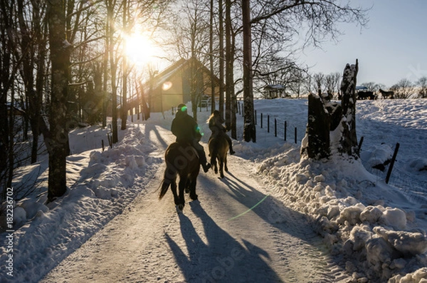 Fototapeta Two people riding horse in group nearby a farm in Oslo Norway. Low sun in winter