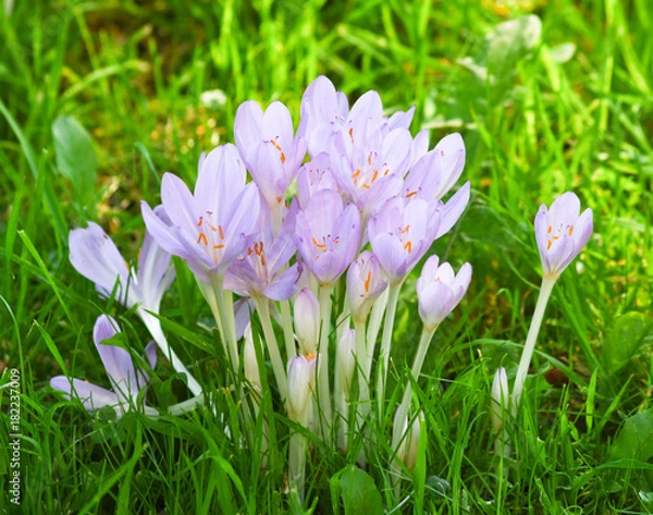 Fototapeta Frühling