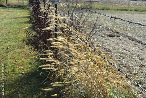 Obraz Foxtail Grass in a Fence Row