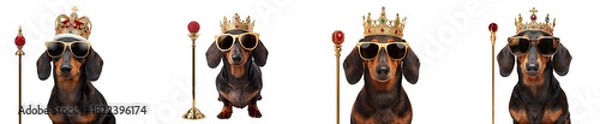 Obraz Four funny dachshund dogs dressed as kings with golden crowns, sunglasses, and scepters, isolated on transparent background