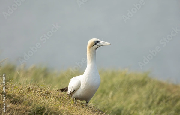 Fototapeta  Norhern gannet Morus bassanus stands on grassy dunes beside a tranquil shoreline, its long beak and pale plumage contrasting with the blue water
