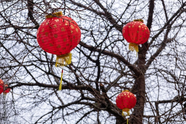 Fototapeta Manchester, uk, January 19th 2025 Red Chinese new year lanterns with yellow tassels decorate a park scene, creating a festive, cultural atmosphere.