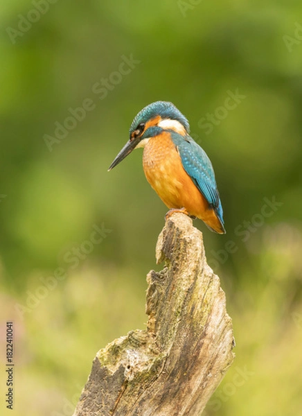 Fototapeta Vibrant Kingfisher Alcedo atthis Perched On Weathered Branch With Bright Blue Feathers And Orange Chest