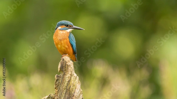 Fototapeta Vibrant Kingfisher Alcedo atthis Perched On Weathered Branch With Bright Blue Feathers And Orange Chest