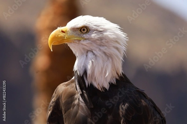 Obraz bald eagle close up