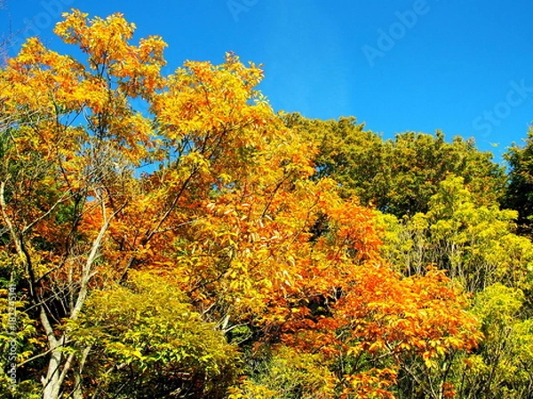 Fototapeta 秋の林