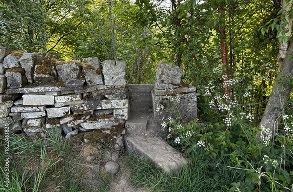 Fototapeta A weathered dry stone wall with a built in step nestles amid lush greenery, where wildflowers brighten the woodland paths of Judy Woods, Wyke, UK.