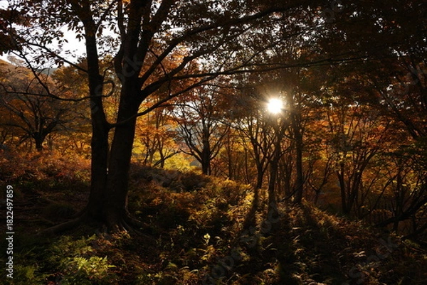 Obraz 秋の山歩き