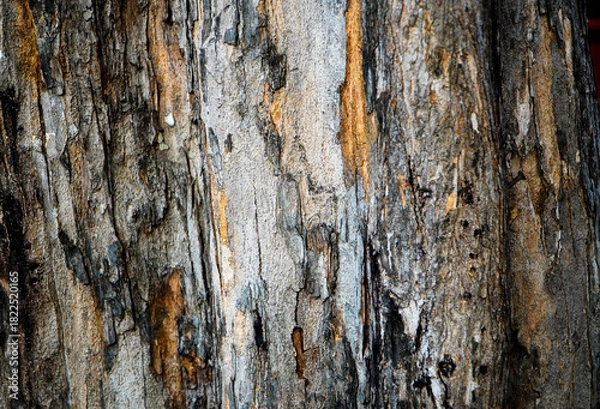 Fototapeta bark of a tree. Bark of old tree texture. Abstract background and texture for design