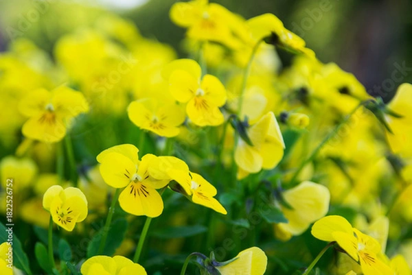 Obraz yellow flowers in spring