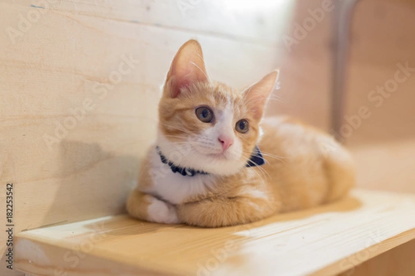 Obraz cat