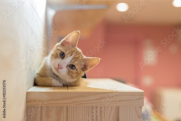 Obraz cat