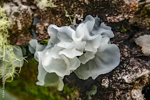 Fototapeta Tremella fuciformis is a species of fungus; it produces white, frond-like, gelatinous basidiocarps (fruiting bodies). Mauʻumae Ridge Trail (Puʻu Lanipō), Honolulu, Oahu, Hawaii. Koʻolau Range