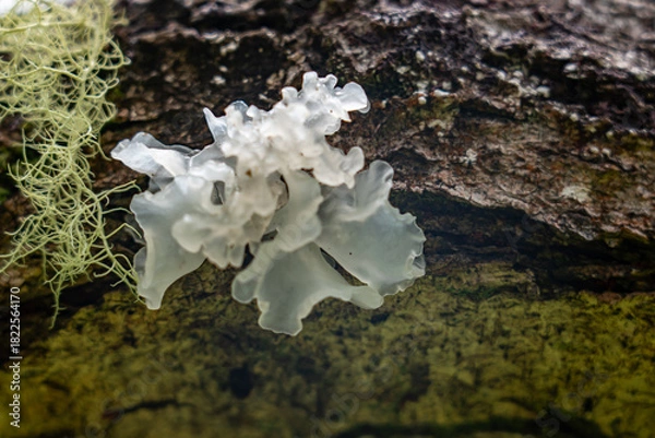 Fototapeta Tremella fuciformis is a species of fungus; it produces white, frond-like, gelatinous basidiocarps (fruiting bodies). Mauʻumae Ridge Trail (Puʻu Lanipō), Honolulu, Oahu, Hawaii. Koʻolau Range