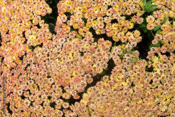 Obraz red and yellow flowers