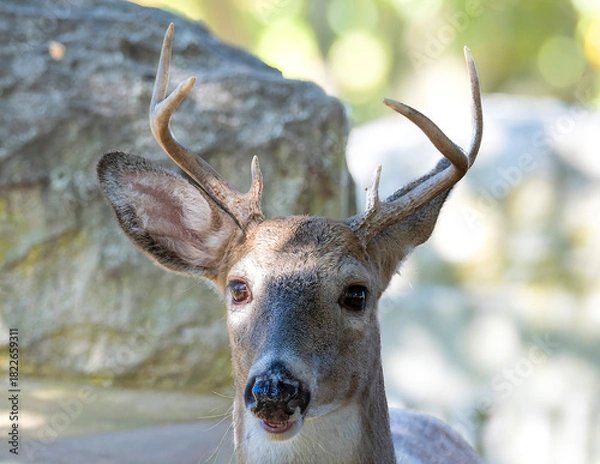 Obraz deer in the woods