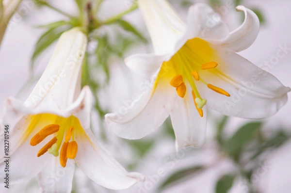 Obraz Two pristine white flowers facing opposite directions. White Lilium regale album Flowers and Buds in Summer Garden. Chinese Trumpet Lilies