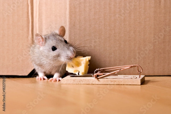 Obraz mouse trap, rat in hole eating cheese in mousetrap