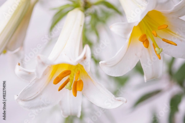 Obraz Two pristine white flowers facing opposite directions. White Lilium regale album Flowers and Buds in Summer Garden. Chinese Trumpet Lilies