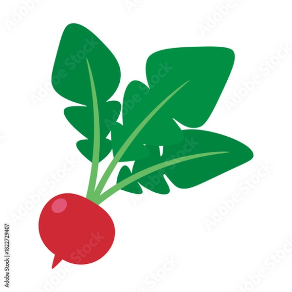 Obraz ラディッシュ