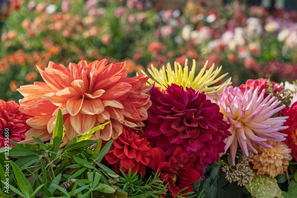 Obraz Dahliegesteck (Dahlia)