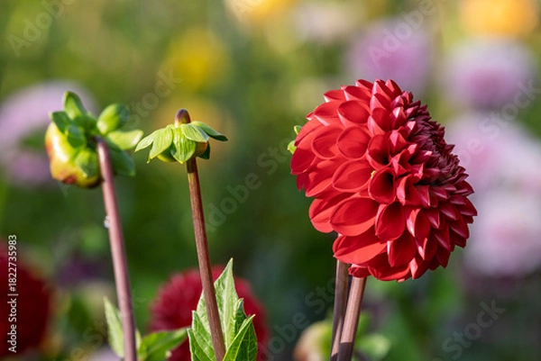 Fototapeta Dahlie (Dahlia)