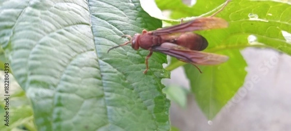 Obraz This reddish-brown wasp perches on a green leaf. The background features lush vegetation and a slightly blurred lawn.