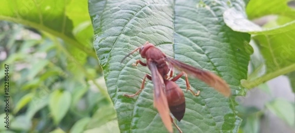Obraz This reddish-brown wasp perches on a green leaf. The background features lush vegetation and a slightly blurred lawn.