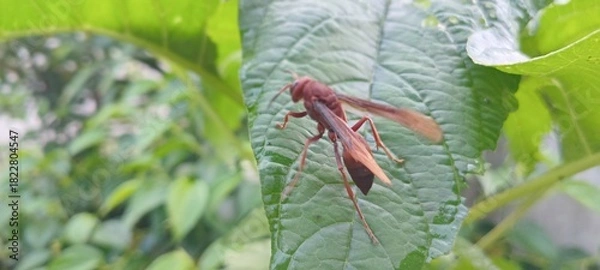 Obraz This reddish-brown wasp perches on a green leaf. The background features lush vegetation and a slightly blurred lawn.