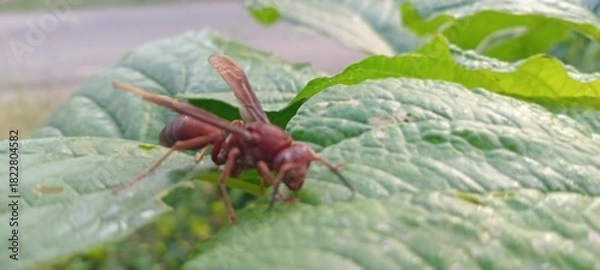 Obraz This reddish-brown wasp perches on a green leaf. The background features lush vegetation and a slightly blurred lawn.