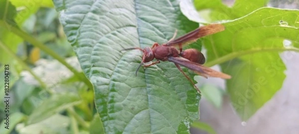 Obraz This reddish-brown wasp perches on a green leaf. The background features lush vegetation and a slightly blurred lawn.