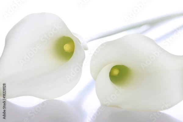 Fototapeta Biała Calla